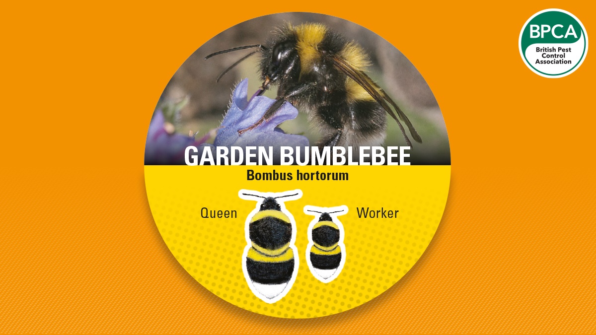 Bumblebee garden bumble